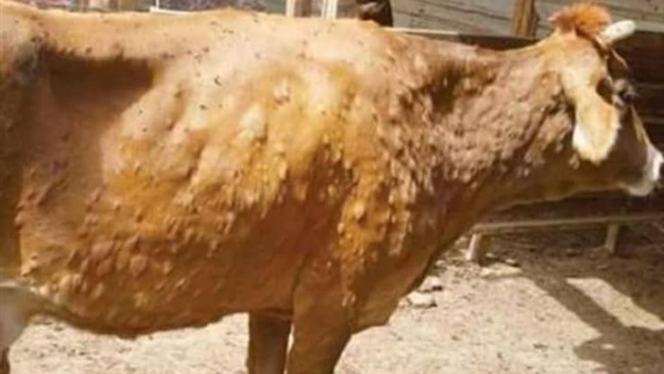 مرض الجلد العقدي