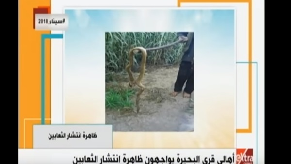 انتشار ظاهرة الثعابية
