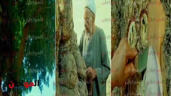 شجرة ذقن الشيخ أحمد