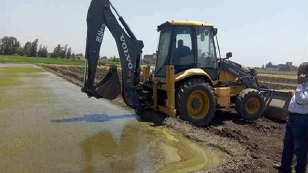 مشاتل الأرز