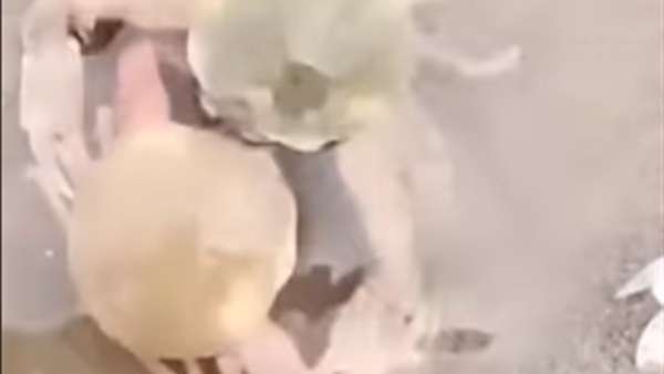 صورة من الفيديو