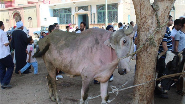 قافلة بيطرية-سوهاج