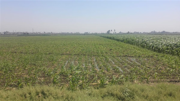 محاصيل الذرة-سوهاج