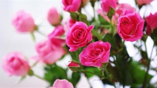 أسعار الورد