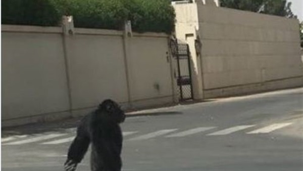غوريلا تثير الذعر