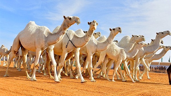 الحجر البيطري بأبو