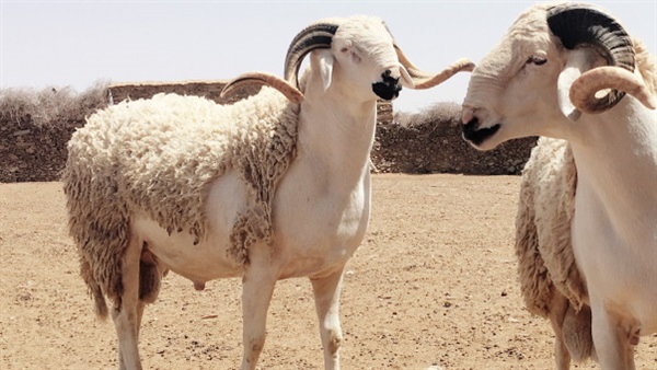 أسعار الخرفان في