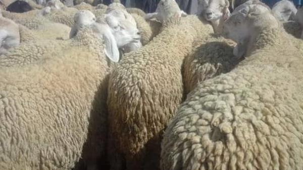 أسعار الأضاحي بكفر