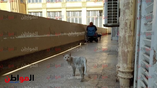 قطط في مستشفى العجوزة