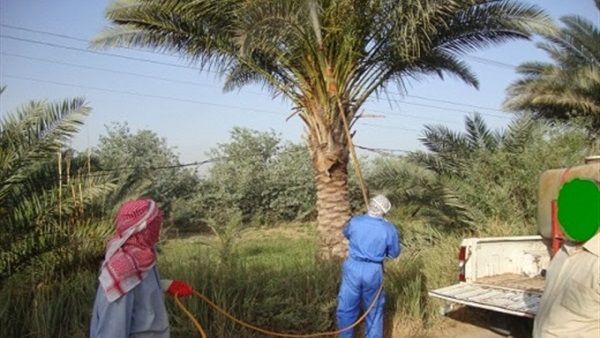 رش 7400 نخلة