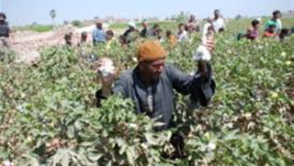 زراعة القطن