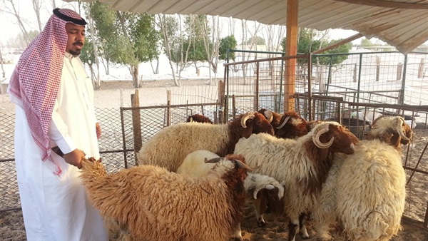 الأضحية في السعودية