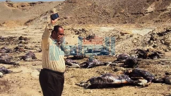 جانب من الحدث