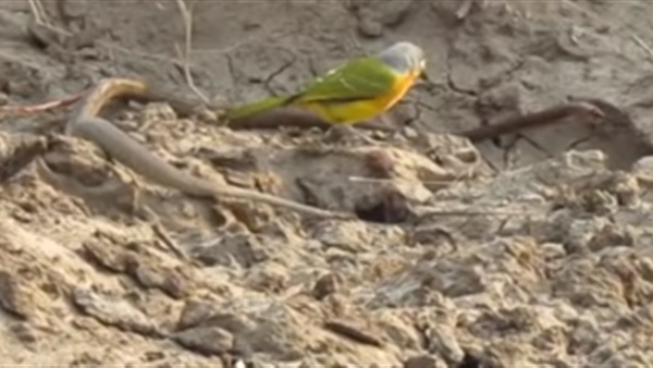 طائر يهاجم ثعبان