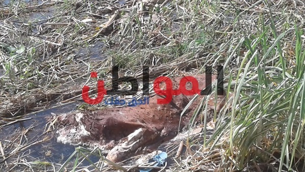 النيل -مقبرة جماعية