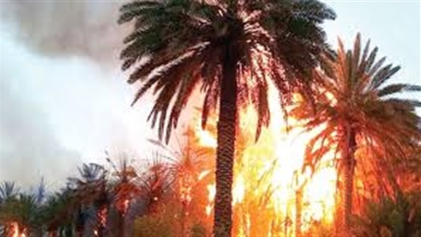 حريق مزرعة نخيل -الوادي