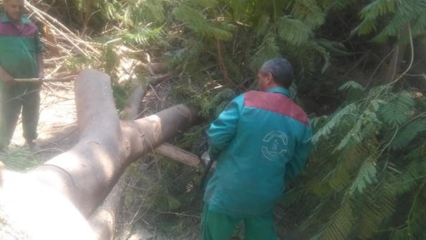 سقوط شجرة في ميدان