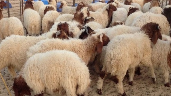 اضحية العيد