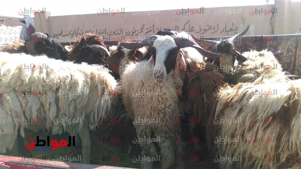 اسواق الاضاحي بالوادي