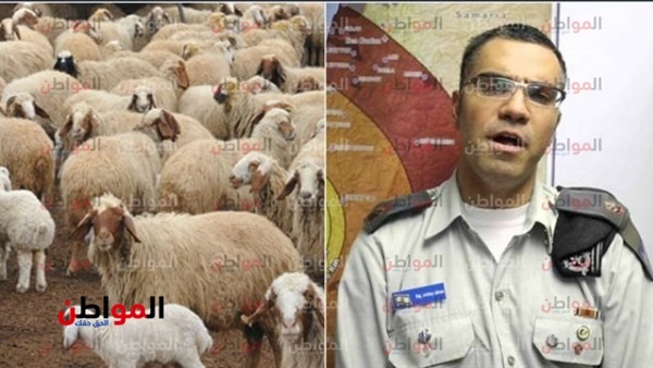 أفيخاي أدرعي وخراف