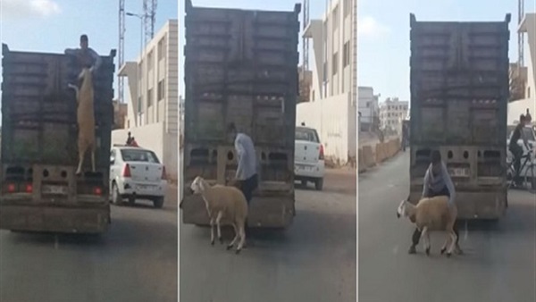 سرقة خروف