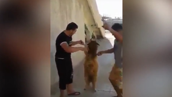 خروف العيد يرقص مع