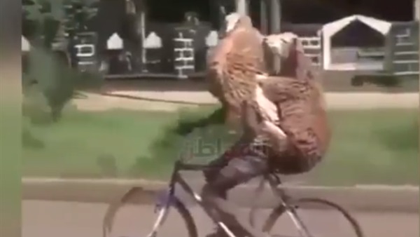 شاب مع خروفين على
