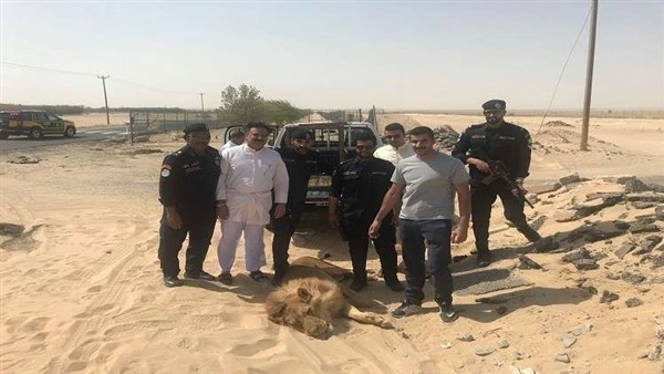الأسد الهارب في شوارع