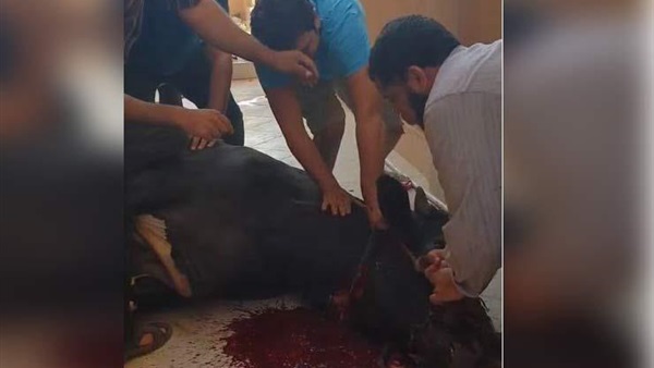 مصطفى خاطر يذبح الأضحية