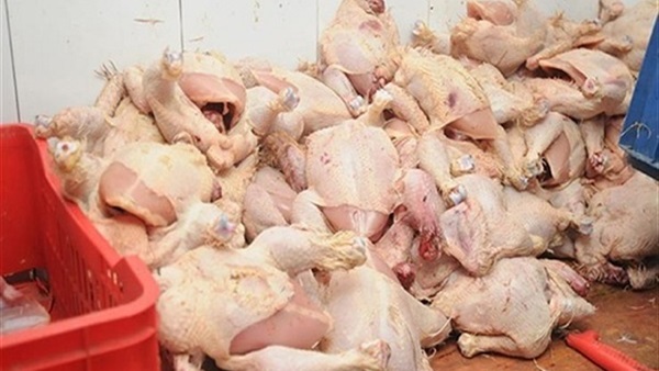 دواجن غير صالحة للاستخدام