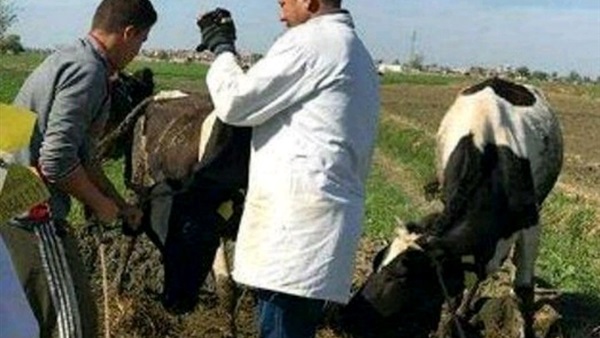 قوافل بيطرية-البحيرة