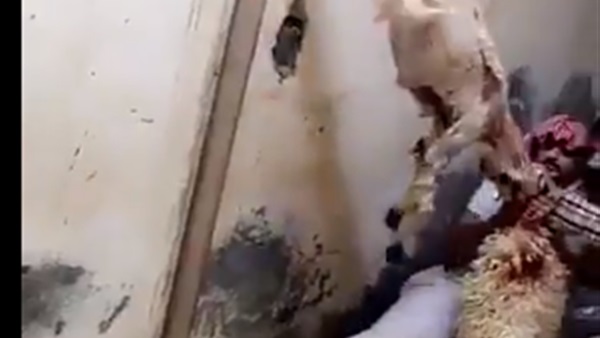 خليجان وخروف مذبوح