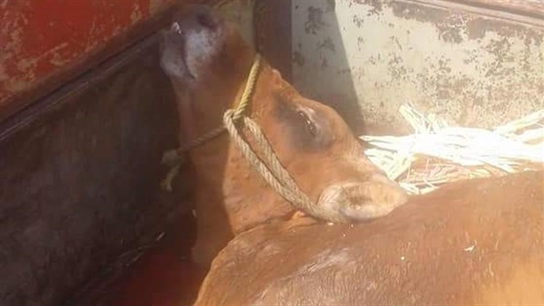 بقرة مصابة بمرض الجلد