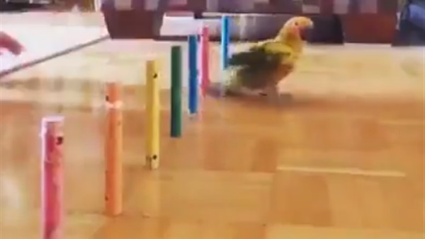ببغاء