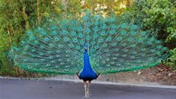 طاووس