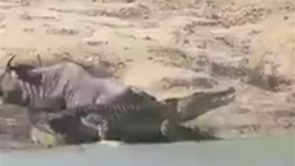 تمساح يحاول افتراس