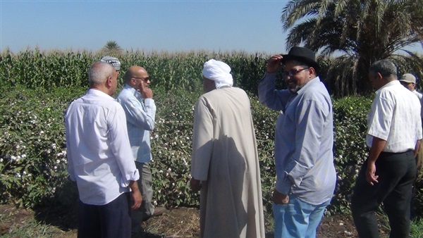 حصاد القطن