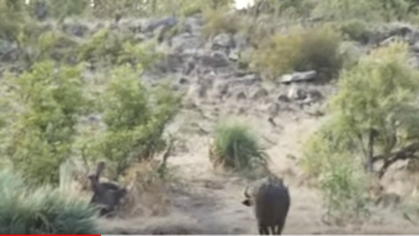 انثي الجاموس تنقذ