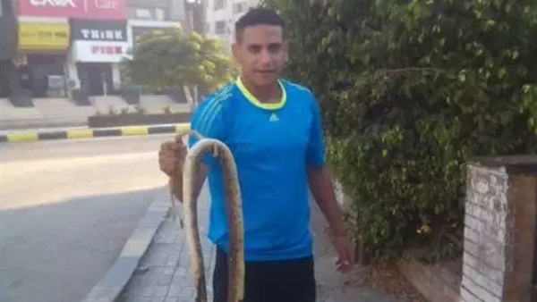 العثور علي ثعبان
