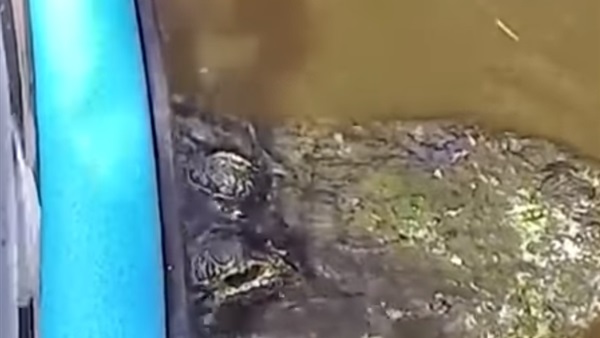 تمساح ضخم منع قارب