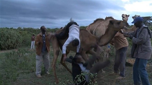 جمل يطيح بصحفي