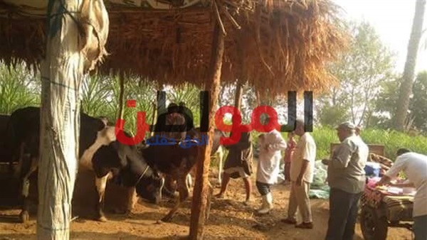 بيطري ببا ببني سويف