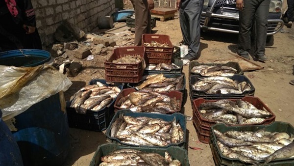 اسماك فاسدة