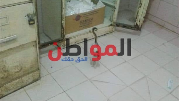 انتشار القطط والكلاب-مستشفى