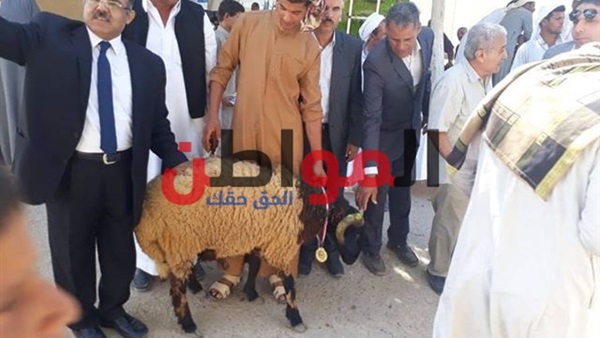 مسابقة لإختيار الكباش