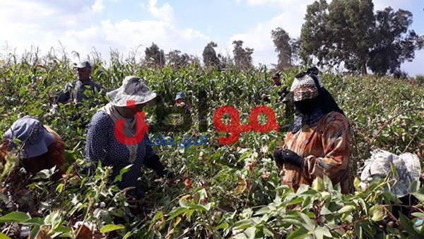 زراعات القطن بكفرالشيخ