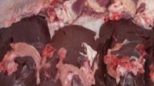 لحوم فاسدة-إدارة