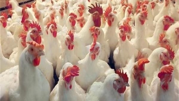 أسعار الدواجن