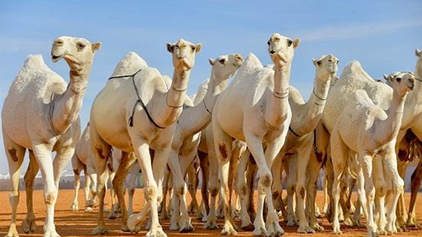 مهرجان الهجن العربي