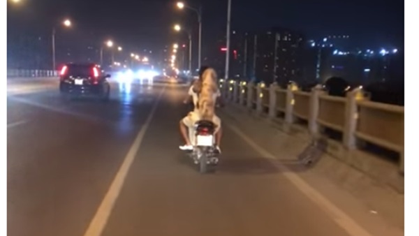 سائق وقطط